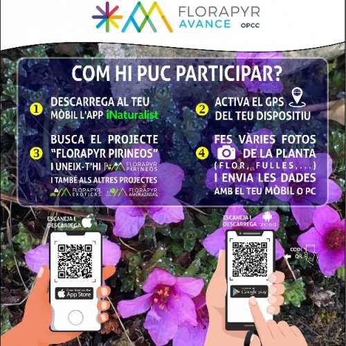 Col·laboració en un projecte de ciència ciutadana per a la identificació de la flora dels Pirineus, dins del projecte FLORAPYR AVANCE.