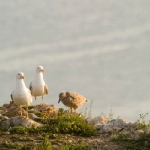 Landfills and meat industry: new food sources for the Medes Islands yellow-legged gull 