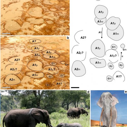 Following the fossil footprints of extinct elephants in southern Iberia