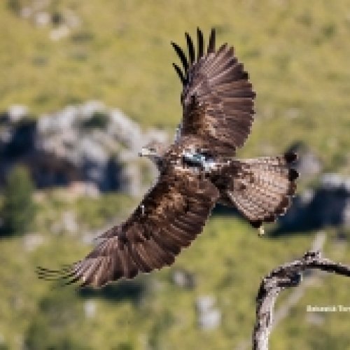 Bonelli’s eagle: successful reintroduction of an endangered species in Mallorca