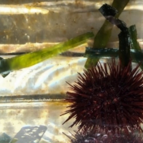 Study reveals the complex behaviour of sea urchins regarding the predators’ threat 
