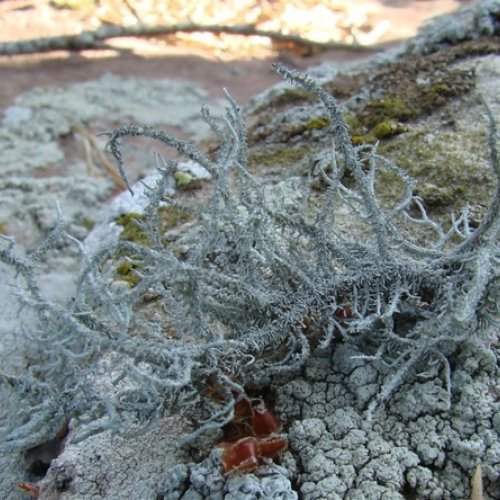 exTRICATe PROJECT: “Building Iberian conservation networks and the global Red List assessment of the regionally vulnerable lichen Lethariella intricata“.