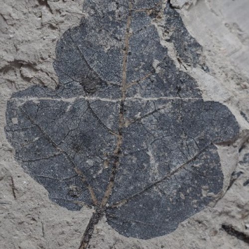 A palaeobotanical study shows that La Cerdanya and the eastern Pyrenees had already reached their current height at least 10 million years ago.
