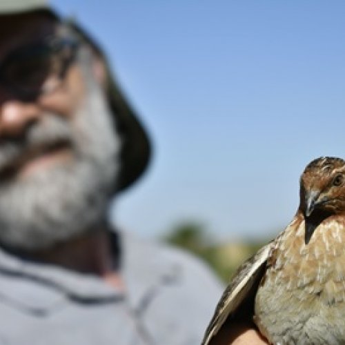   A supergene limits migration in common quails