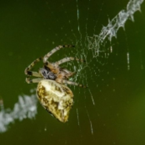 Un estudio revela una gran diversidad de arañas ibéricas desconocida hasta ahora 