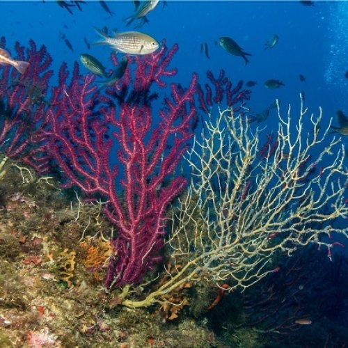 La crisis climática lleva al colapso a las poblaciones de coral del Mediterráneo