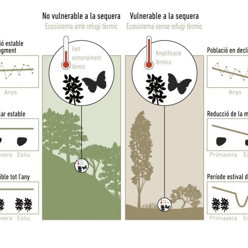  Els microclimes actuen com a refugis climàtics i protegeixen la biodiversitat 