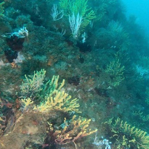 LIFE ECOREST: restauració marina per recuperar ecosistemes degradats 
