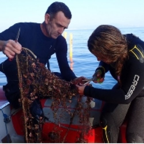 «Evitem la pesca fantasma»: més de cent extraccions d’arts de pesca perduts en el litoral català 