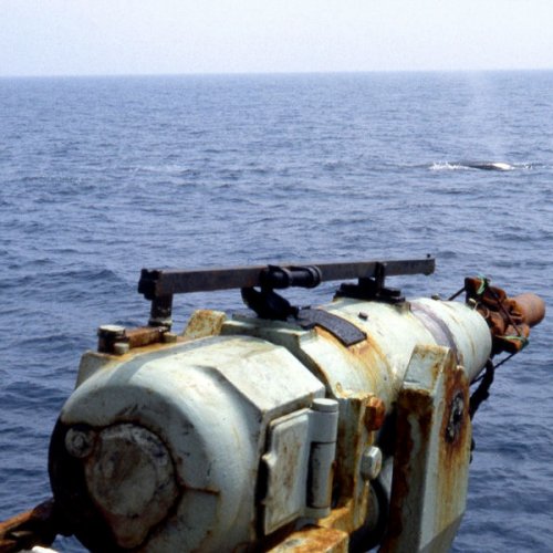 A la captura de la ballena azul