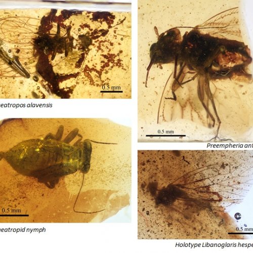 Descubiertos nuevos insectos emparentados con los piojos en el ámbar cretáceo de la península ibérica