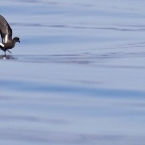 Descifrado el patrón migratorio del ave marina más pequeña del Mediterráneo