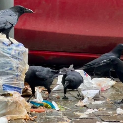 Why and how crows have colonised the world? 