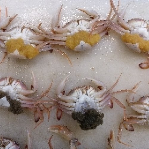 Los cambios en los frentes oceanográficos afectan al flujo génico entre poblaciones de cangrejos marinos 