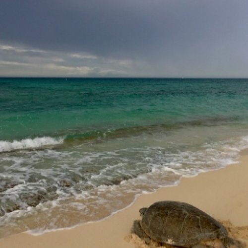 La nidificació emergent de la tortuga Caretta a la costa catalana 