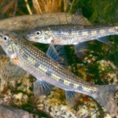 Un estudio de la UB alerta sobre el impacto ecológico de las especies de peces nativos introducidos en cuencas hidrográficas de su territorio que no les corresponden