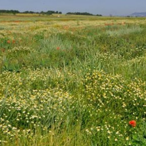 Changes to the Common Agricultural Policy could compromise biodiversity and long-term agricultural sustainability in Europe