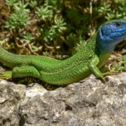 Discovering the unknown processes of the evolutionary history of green lizards in the Mediterranean