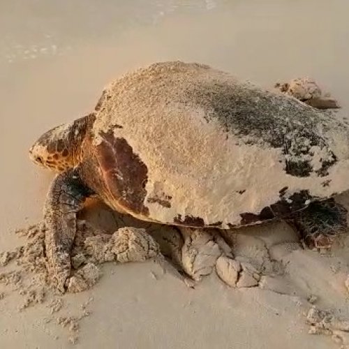 El calentamiento global facilita la puesta de la tortuga boba en la costa mediterránea