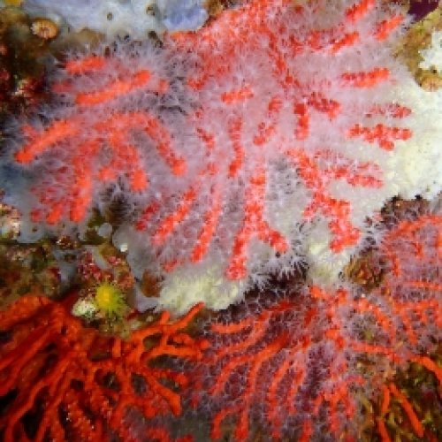 Heatwaves could reduce the survival of coral larvae and the connectivity of coral populations in the Mediterranean Sea