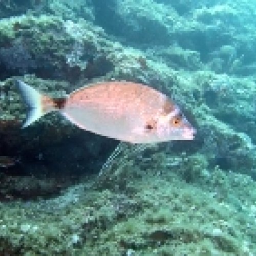 Sharpsnout seabream‘s mortality during early life stages has a genetic base 