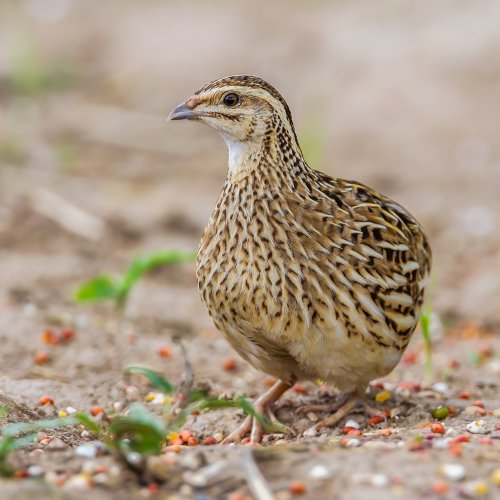 The quail could be the unknown reservoir of Tuscany and Sicilian viruses