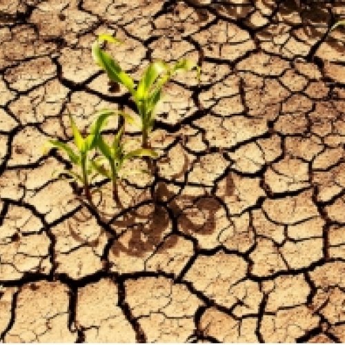 ¿Cómo detectar el impacto de la sequía en las plantas con técnicas fáciles y económicas? 