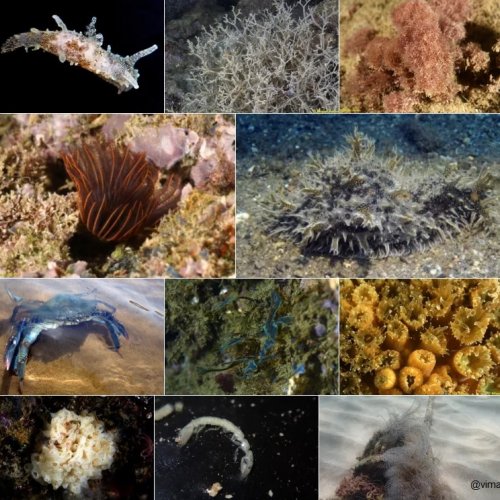 The hidden life of coastal cities: The case of the marine biodiversity in Barcelona