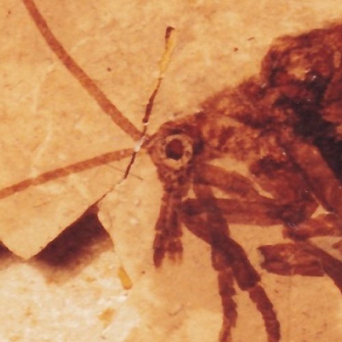 ¿Cómo se puede reconocer un insecto polinizador en el registro fósil?