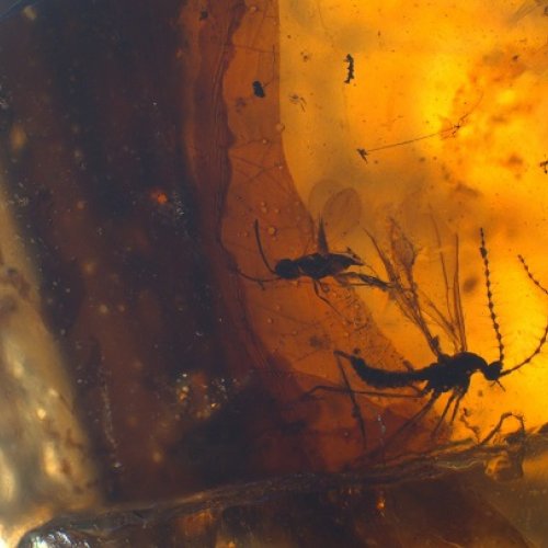 Why do we find so much amber in Cretaceous rocks?