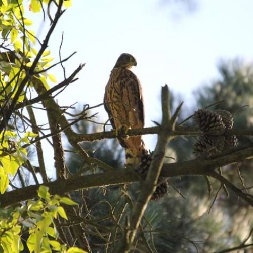 A recent study of the goshawk population in the Serralada Litoral Park indicates that the population remains apparently stable