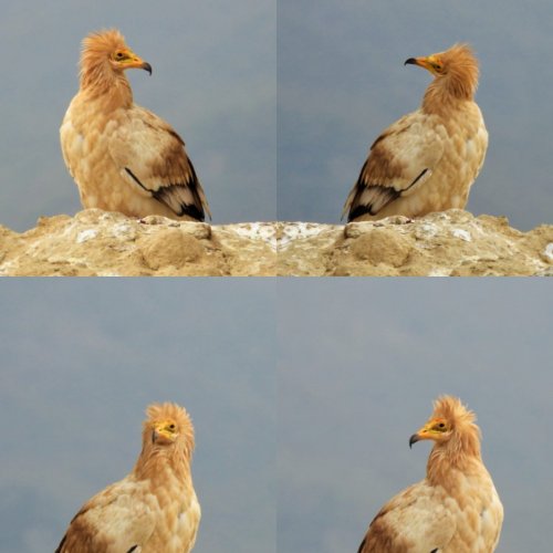 Key Factors behind the Dynamic Stability of Pairs of Egyptian Vulture population in Continental Spain