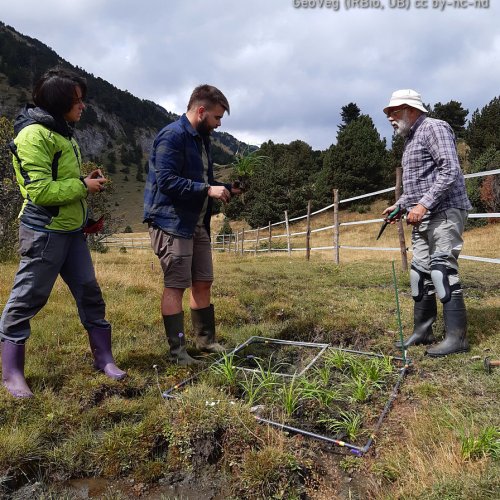 Accions de restauració per millorar l’estat de conservació de les molleres d'alta muntanya del Pirineu català 