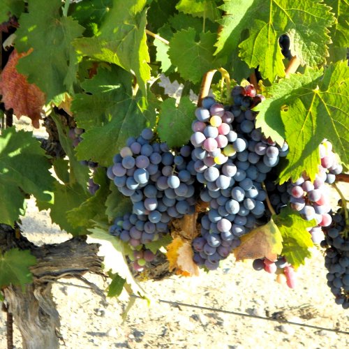 Six new vineyard varieties identified in Ibiza and Formentera 