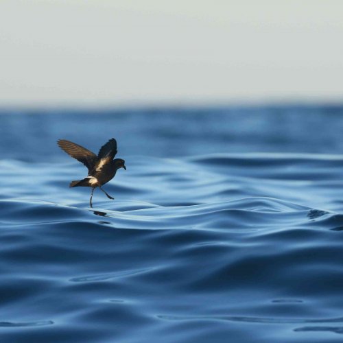 SEAGHOSTS: global spatial ecology and the conservation of the smallest and most elusive marine ecosystems, the northern storm-petrels