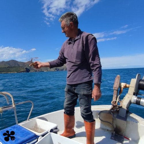 Les confraries de pescadors inicien el procés de retorn al mar de coralls, gorgònies i esponges recuperats pel projecte LIFE ECOREST