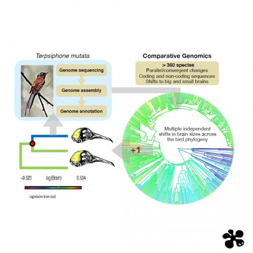 La convergencia adaptativa del tamaño del cerebro en los pájaros 