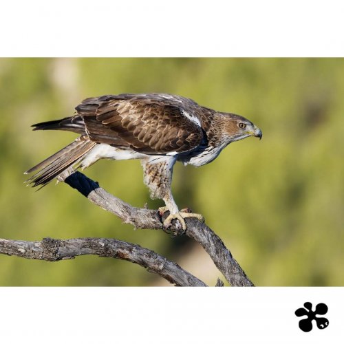 The first Europeans facilitated the establishment of the Bonelli’s Eagle in the Mediterranean 50,000 years ago 