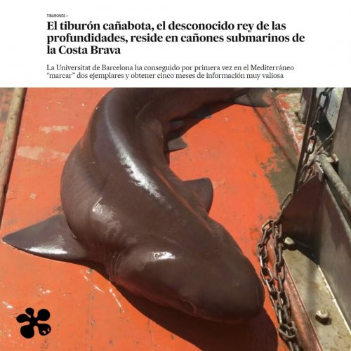 El tiburón cañabota: el desconocido rey de las profundidades en la Costa Brava