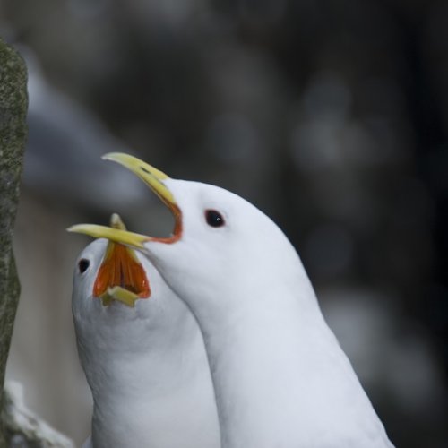 Call for postdoctoral candidates interested in applying for a Marie Curie Individual Fellowship in the field of “Effects of Climate Change on the seabird community 