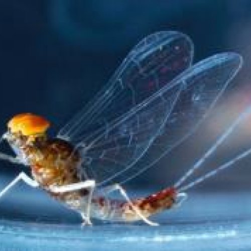 Postdoctoral position on morphological novelties and insect evolution