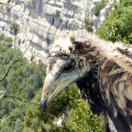 Call for postdoctoral candidates interested in applying for a Marie Curie Individual Fellowship in the field of Conservation Biology of birds of prey