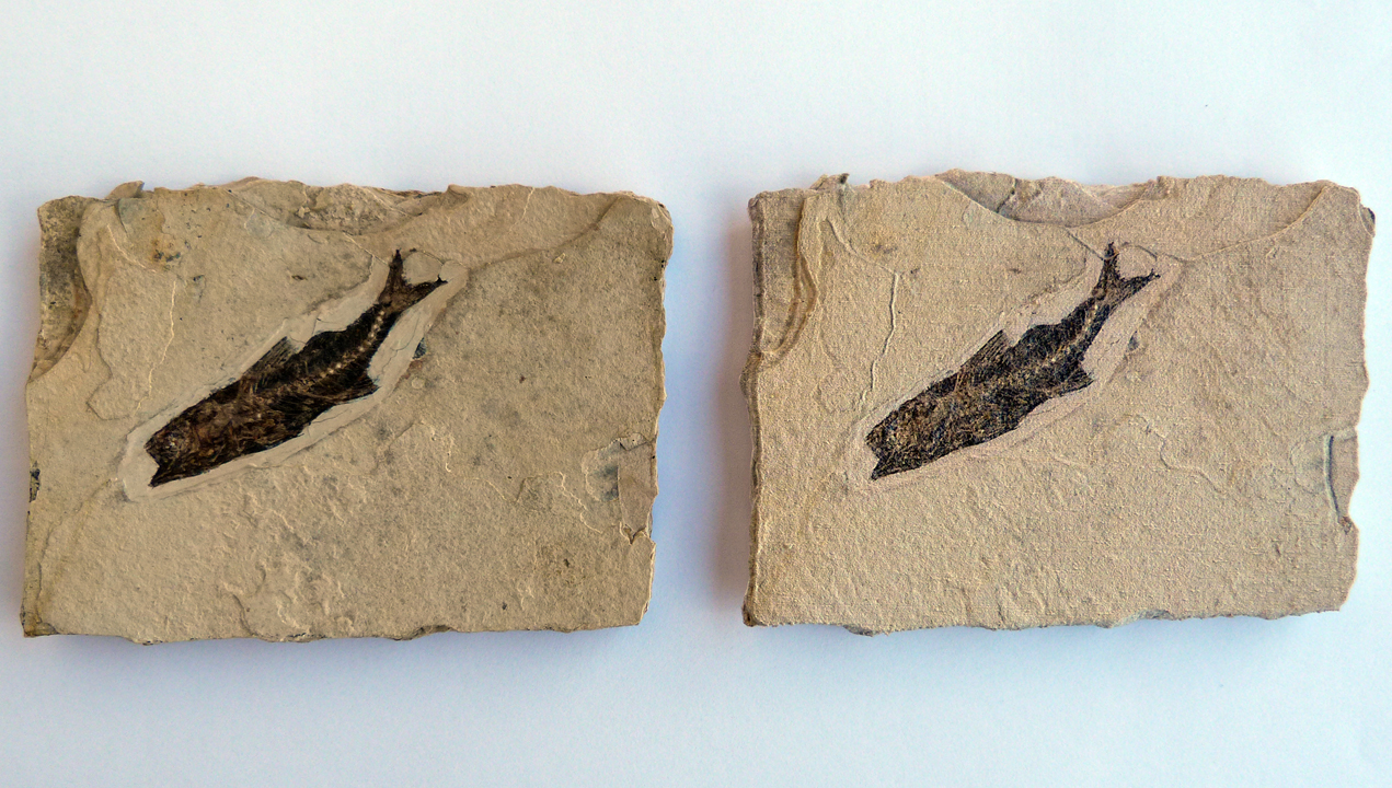 On és l'original? de Merce Casanovas