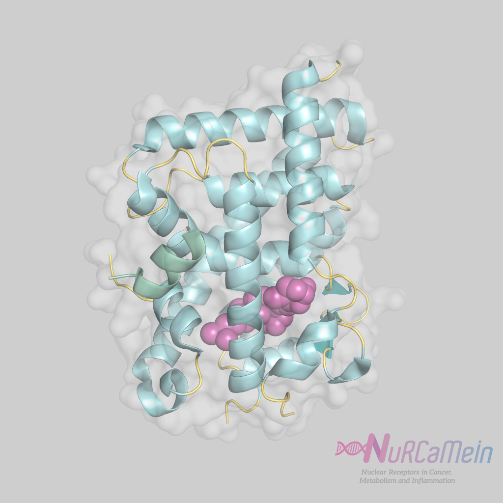 VDR (receptor de la vitamina D)_Receptores nucleares_Nurcamein