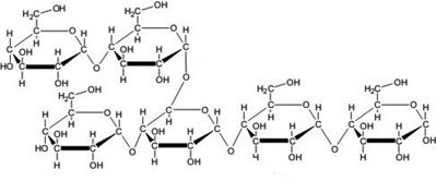 amilopectina 2