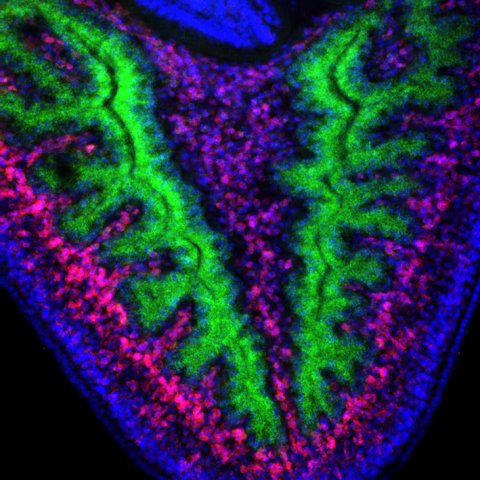 Stem cells (in red) in the mesenchymal space around the gut branches (in green)
