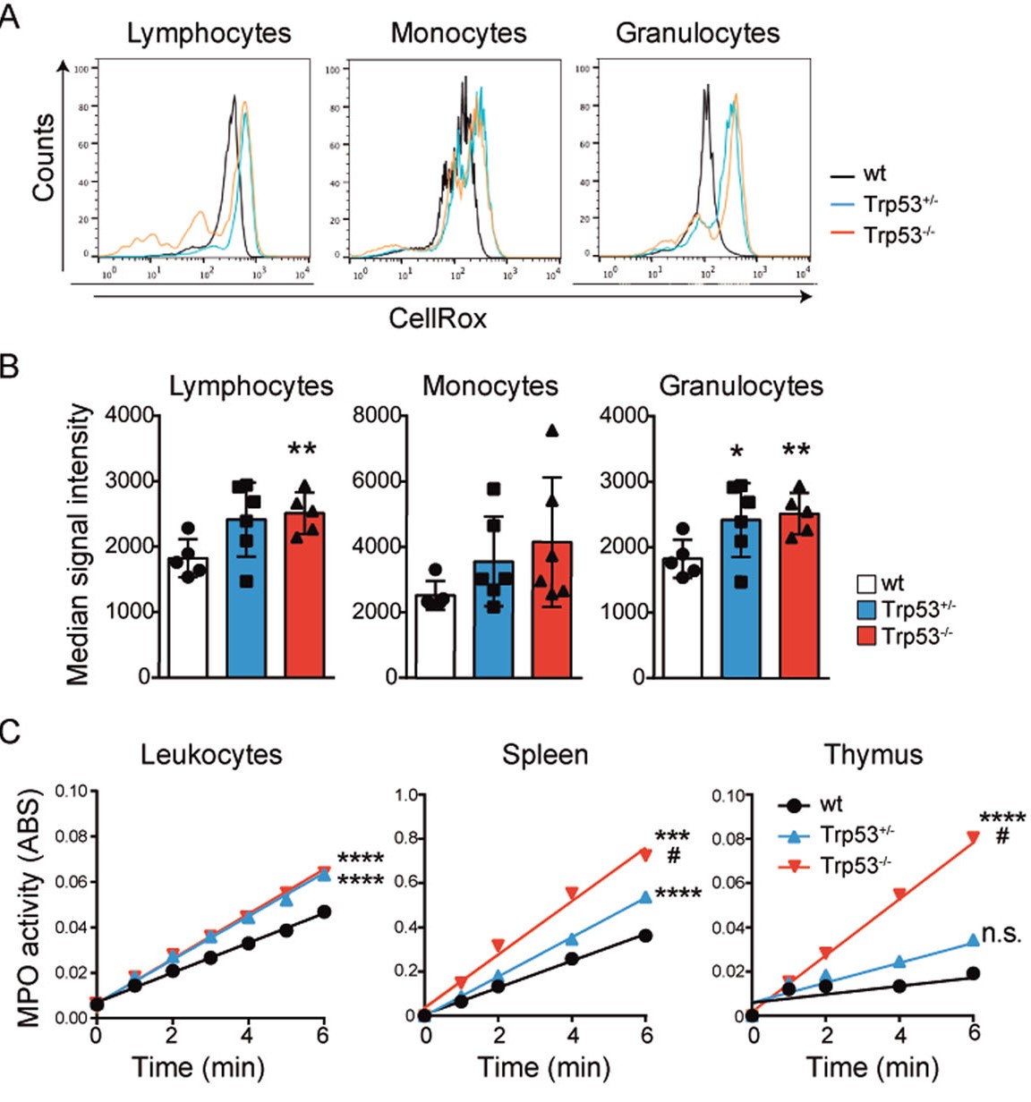 Single loss of a Trp53 allele triggers an increased oxidative, DNA damage and cytokine inflammatory responses through deregulation of IκBα expression