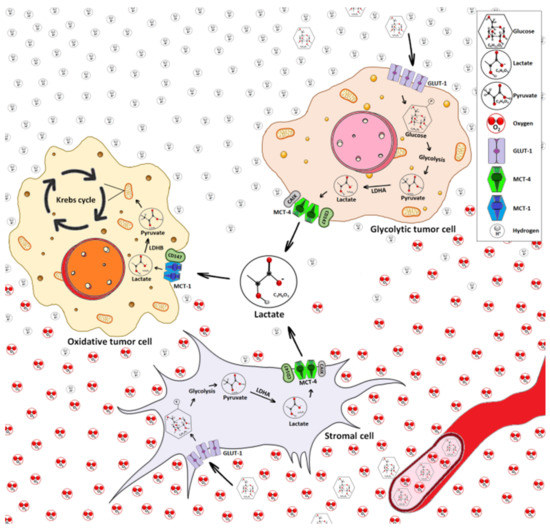 Lactate in the Tumor Microenvironment: An Essential Molecule in Cancer Progression and Treatment