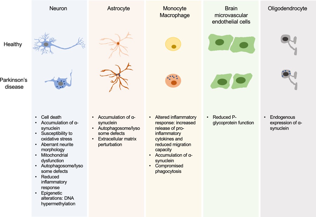Dissecting the non-neuronal cell contribution to Parkinson