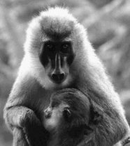 Primatologia i Etologia